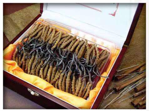 泽普冬虫夏草回收